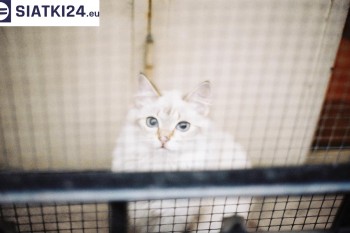 Siatki Gniezno - Zabezpieczenie balkonu siatką - Kocia siatka - bezpieczny kot dla terenów Gniezna