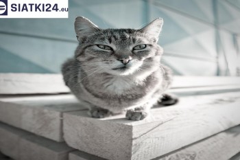 Siatki Gniezno - Siatka na balkony dla kota i zabezpieczenie dzieci dla terenów Gniezna