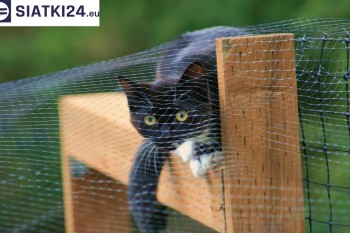 Siatki Gniezno - Dobra siatka balkonowa - na ptaki i dla kota dla terenów Gniezna