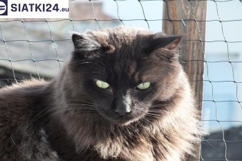 Siatki Gniezno - Zabezpieczenie balkonu siatką - Kocia siatka - bezpieczny kot dla terenów Gniezna